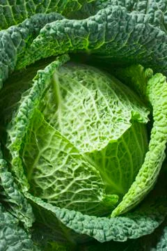 Savoy cabbage from above (close-up) Stock Photos