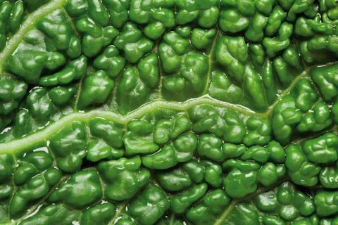 Savoy cabbage background Stock Photos