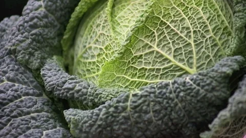 Savoy cabbage beautiful slow pan across the cabbage head Stock Footage 83630877