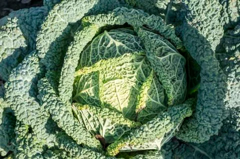 Savoy cabbage close-up on the bed. Background. The view from the top. Backgro Stock Photos