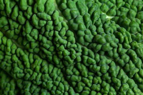 Savoy cabbage close up green texture Stock Photos