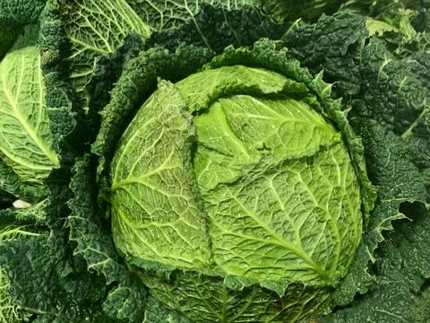 Savoy cabbage close up Stock Photos