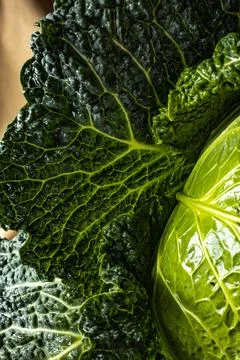 Savoy cabbage close up Stock Photos