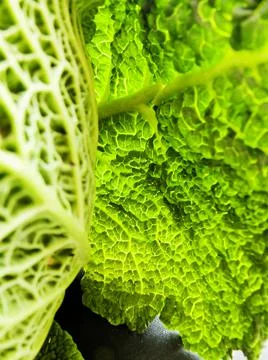 Savoy cabbage closeup Stock Photos