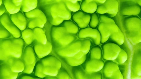 Savoy cabbage corrugated green leaf inner part branching 스톡 동영상 240647873