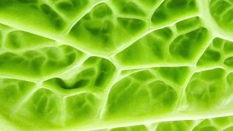 Savoy cabbage corrugated structure green leaf, rotating Stock-Footage 240646196