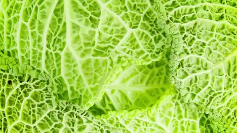 Savoy cabbage corrugated structure green, rotating Stock Footage 240646226