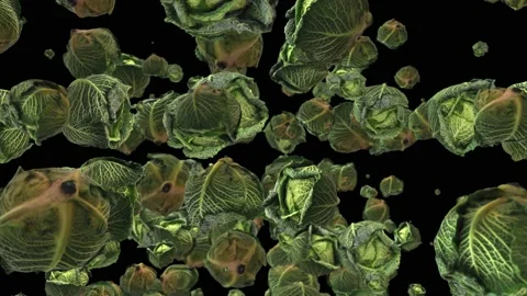 Savoy Cabbage 스톡 동영상 146733586