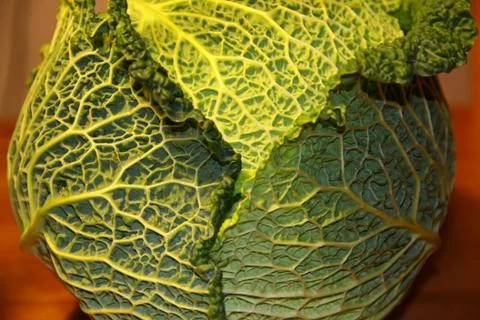 Savoy cabbage head Stock Photos