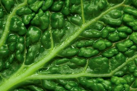 Savoy cabbage leaf background Stock Photos