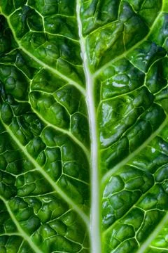 Savoy cabbage leaf Stock Photos