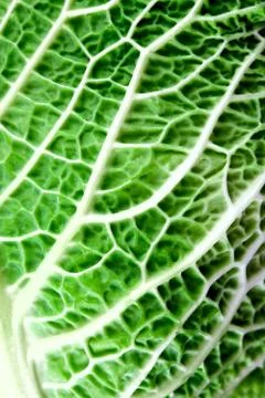 Savoy cabbage leaf Stock Photos