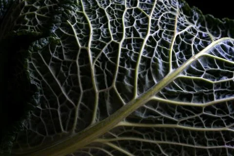 Savoy cabbage leaf Foto stock