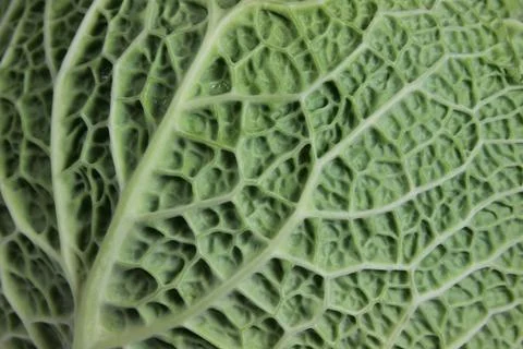 Savoy Cabbage Macro Stock Photos