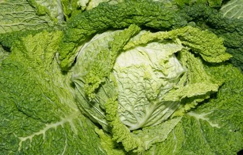 Savoy cabbage Foto stock