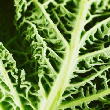 Savoy cabbage Stock Photos