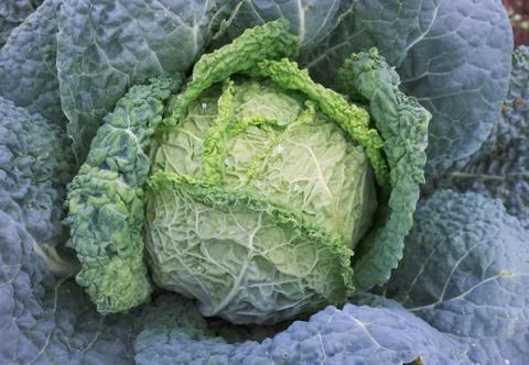 Savoy cabbage Stock Photos