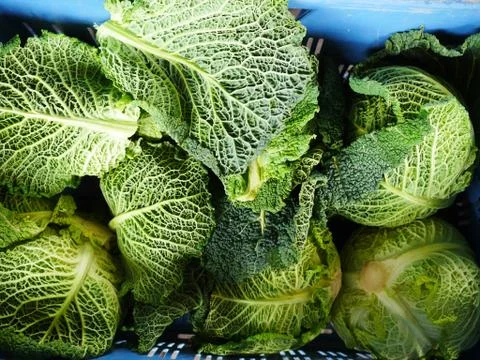 Savoy cabbage Stock Photos