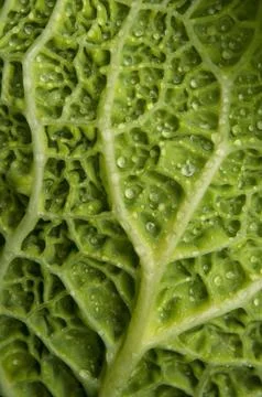 Savoy cabbage Stock Photos