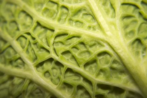 Savoy cabbage Foto stock