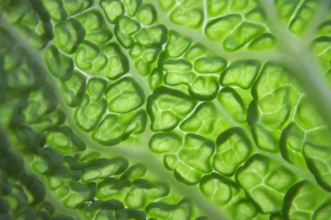Savoy cabbage Stock-Fotos