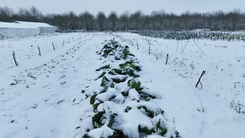 Savoy cabbage snow vegetable winter farm field drone aerial covered frost bio Stock Footage 233939747