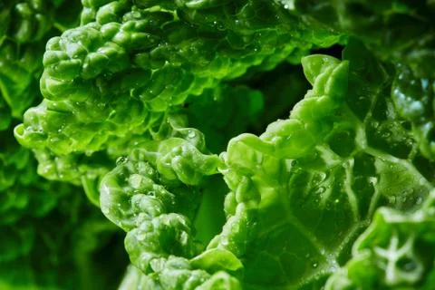 Savoy cabbage texture Stock-Fotos