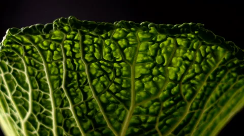 Savoy leaf turning. Stock Footage 50128576