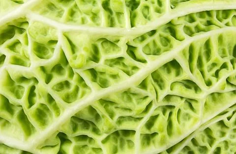 Savoy Stock Photos