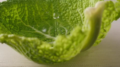 Savoy with waterdrop Stock Footage 50127309