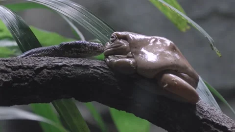 Savu Island Python Comes Closer At The White Tree Frog Perched On A Tree Stock Footage 162946766