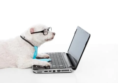 Savvy dog using a computer laptop Stock Photos