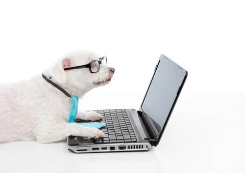 Savvy dog using a computer laptop A smart dog or savvy shopper dog using t... Stock Photos