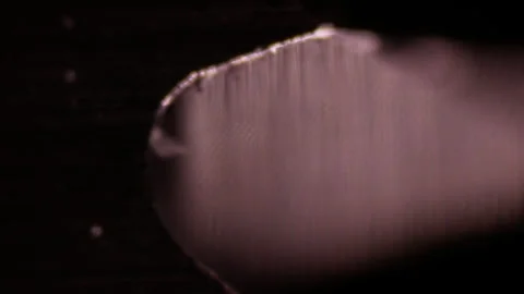 Saw for amputation and cutting of limbs and bones under a microscope. Surgeon Stock Footage 268490074