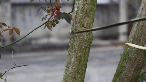 Saw and tree Stock Footage 91276675