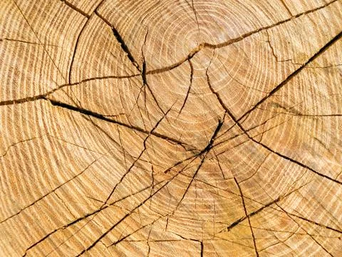 Saw cut. Stock Photos
