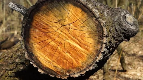 Saw cut tree logs in the forest. Stock Footage 49129818