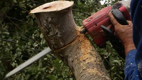 A saw cuts down an old apple tree in the garden. A cut trunk falls to the ground Video stock 218372025