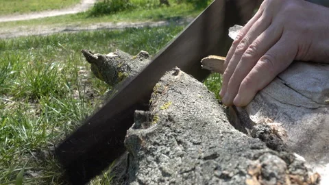 The saw cuts the trunk of a dry tree in 4K Stock Footage 153593125