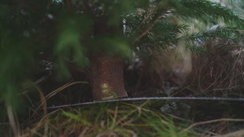 Saw is cutting christmas tree Stock-Footage 166505289