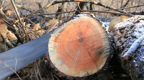 Saw cutting the tree Video stock 53747478