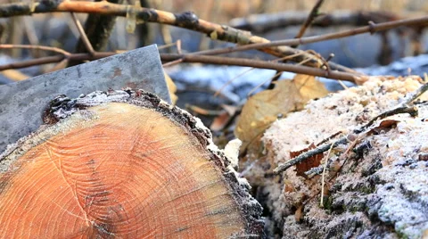 Saw cutting the tree Video stock 53748014