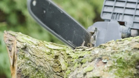 Saw cutting tree Stock Footage 111043143