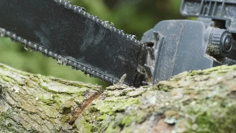 Saw cutting tree Stock Footage 111043594