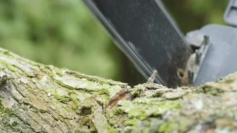 Saw cutting tree Stock Footage 111043882