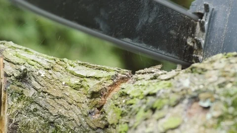 Saw cutting tree Stock Footage 111044163