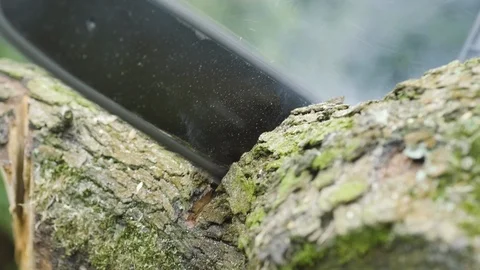 Saw cutting tree Stock Footage 111044843