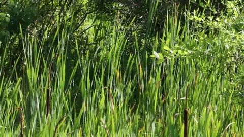 Saw Grass in a marsh swaying gently in the breeze. Stock Footage 75398451