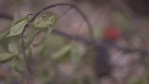 Saw On Ground Rack Focus To Leaves About To Be Cut Stock-Footage 88013542
