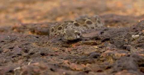 Saw scaled viper Stock Footage 75978512